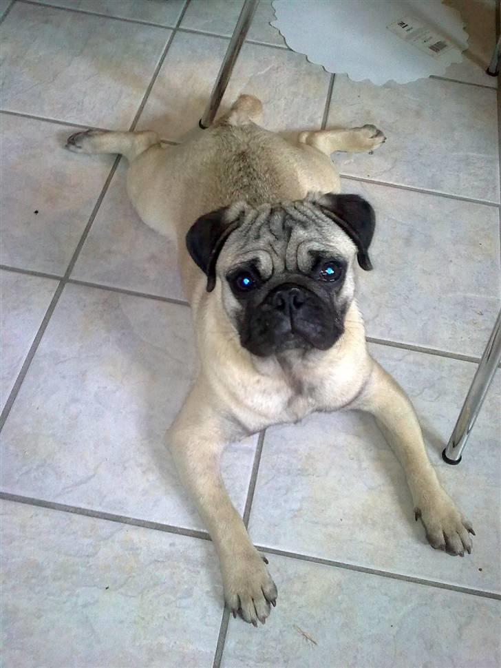 Mops Henry - Henry flader ud billede 4