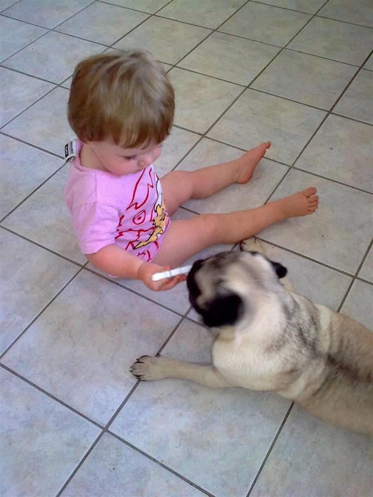 Mops Henry - Henry og Emma hygger billede 5