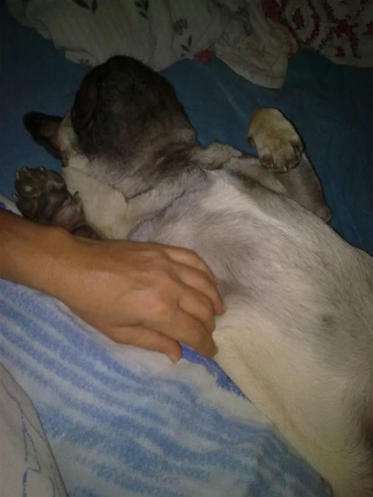 Mops Henry - Henry sover sammen med sin mor billede 6