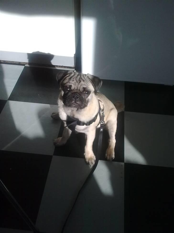 Mops Henry - Henry billede 8