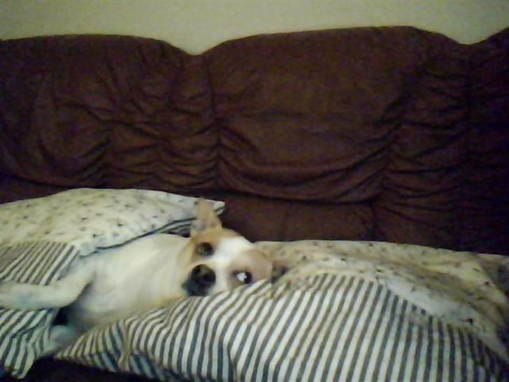 Chihuahua Pontus  - Hjemme hos farmor på hendes sofa og ovenpå hendes puder .... Ahhhh....Det er godt !!!  billede 6