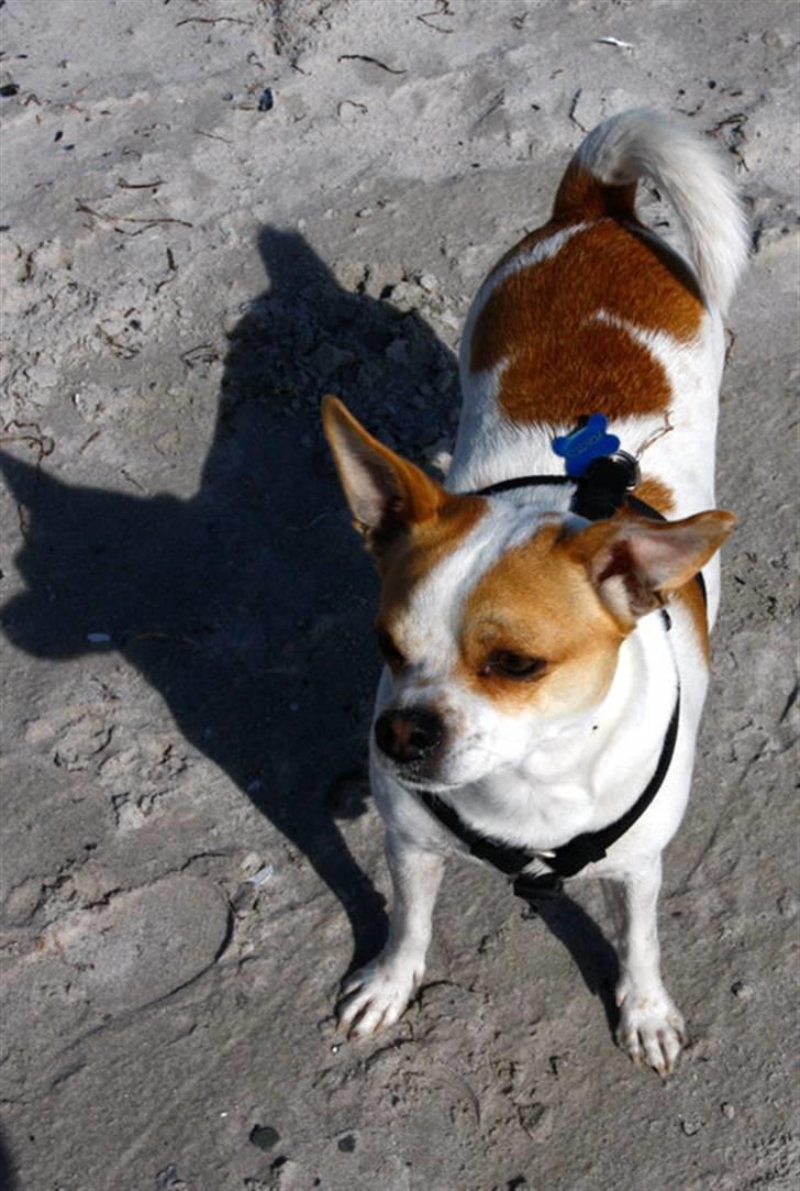 Chihuahua Pontus  - Der kom en vildt fremmed forbi - og faldt for min charme - og ville fotografere mig nede ved vandet .... Jamen her er jeg så !!!!  billede 7