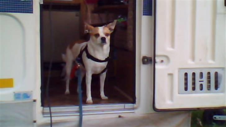 Chihuahua Pontus  - "Kejser Pontus" kikker ud over sit kongerige fra sit slot !!!!  billede 9