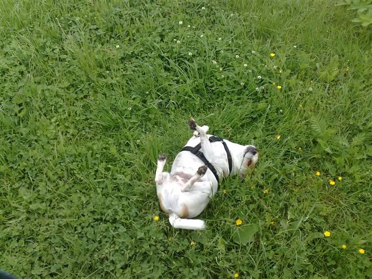 Chihuahua Pontus  - Nyder livet !!!!!  billede 11