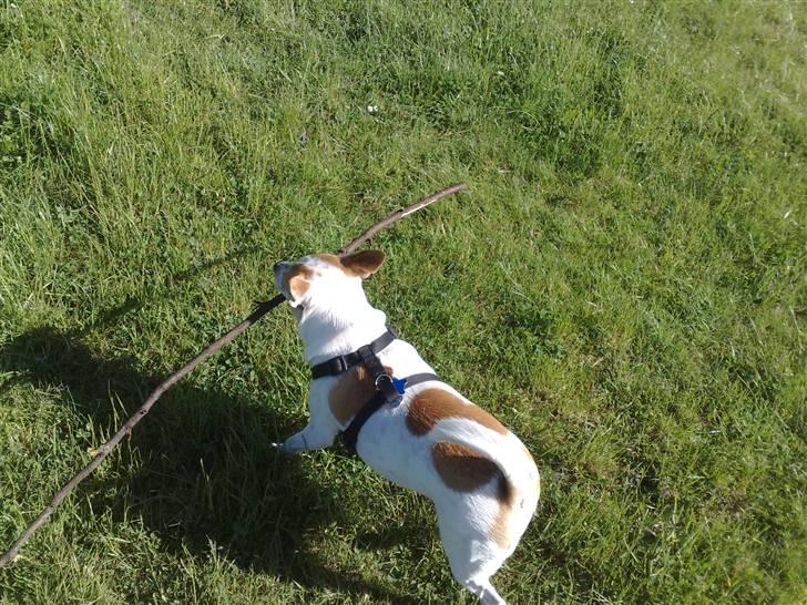 Chihuahua Pontus  - Jeg er begyndt at lege lidt med pinde ....... Den her var måske bare en smule i overkanten .....  billede 12