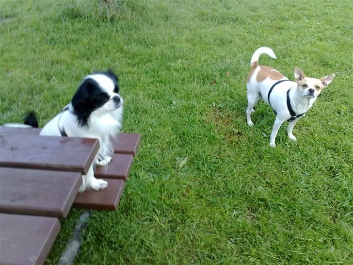 Chihuahua Pontus  - Pontus sammen med kæresten Alice ........  billede 13