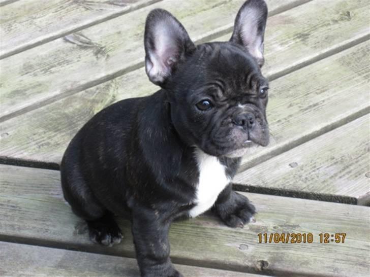 Fransk bulldog Cassie billede 1