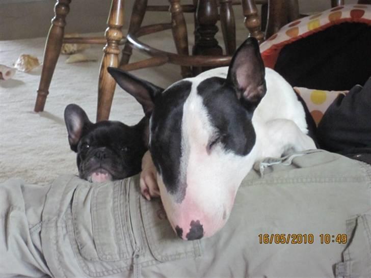 Fransk bulldog Cassie - Vi hygger lige ved far... billede 2