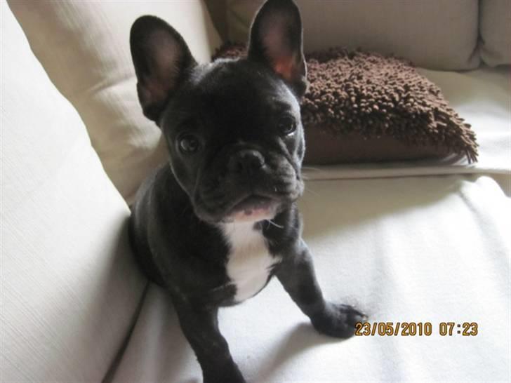 Fransk bulldog Cassie - Er jeg ikke lækker? billede 3