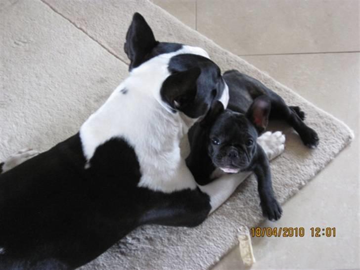 Fransk bulldog Cassie - Putter lige ved storebror... billede 4