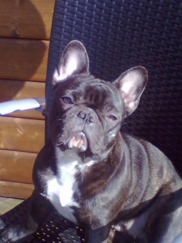 Fransk bulldog Cassie billede 5