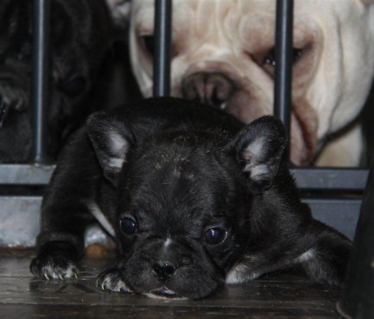 Fransk bulldog Cassie billede 6