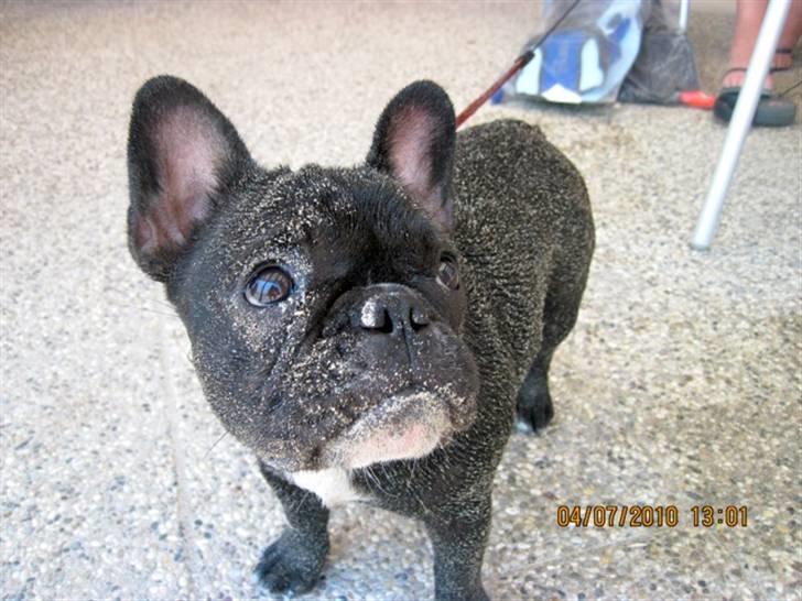 Fransk bulldog Cassie - Kan simpelthen ikke li´ vand på ryggen, så jeg blev nødt til at rulle mig i sandet... billede 7