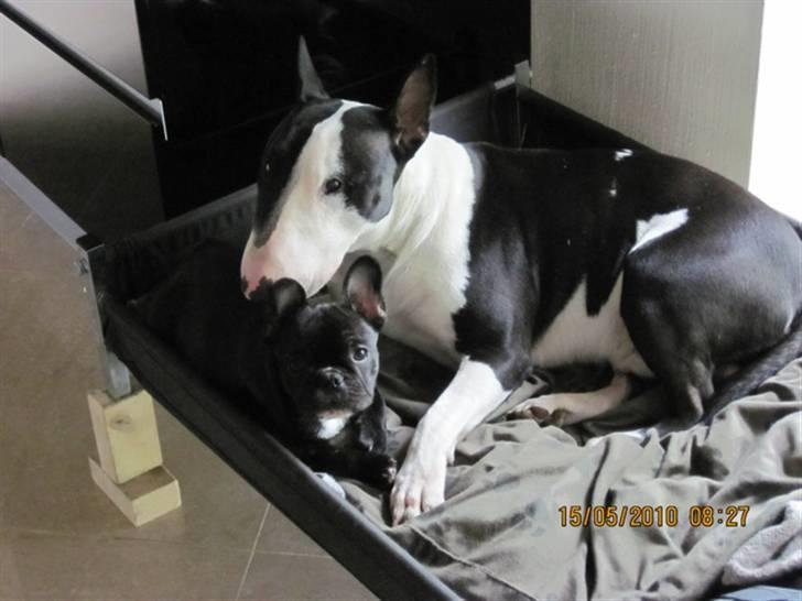 Fransk bulldog Cassie - Endelig har jeg fået lov til at komme i storebrors kurv... billede 8