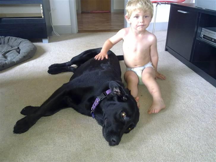 Labrador retriever Freja billede 2