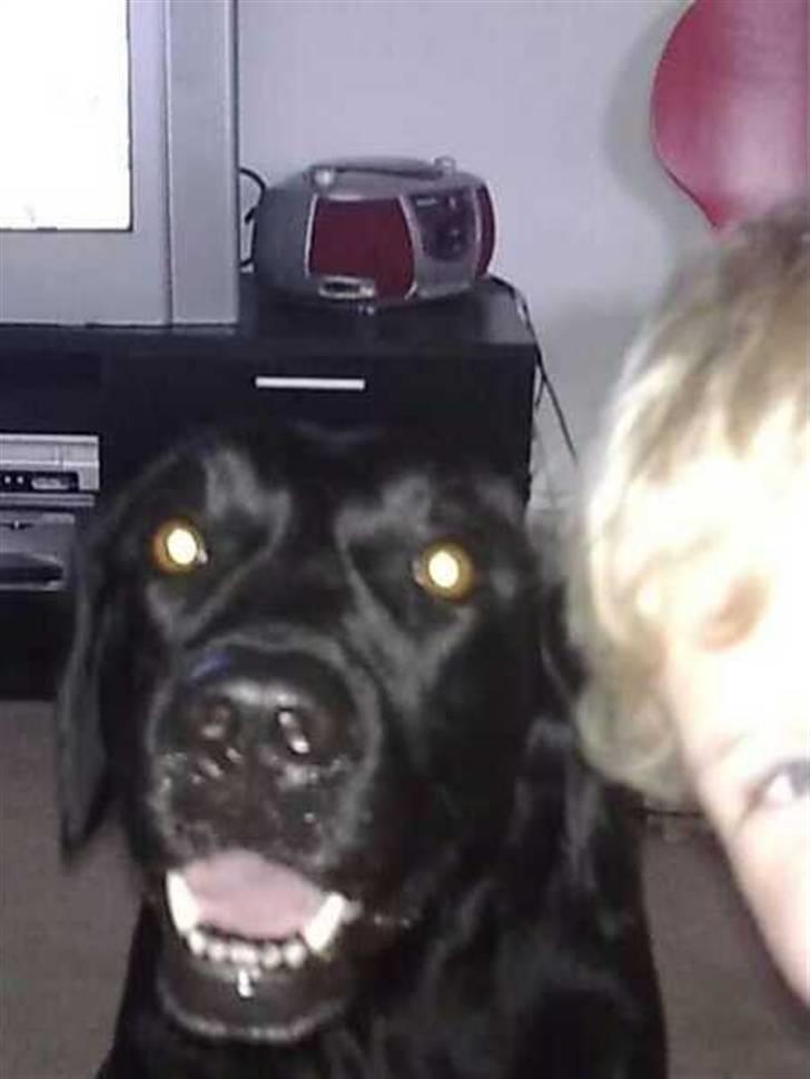 Labrador retriever Freja billede 3