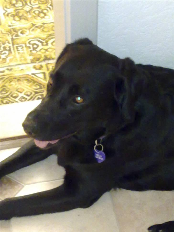 Labrador retriever Freja billede 4