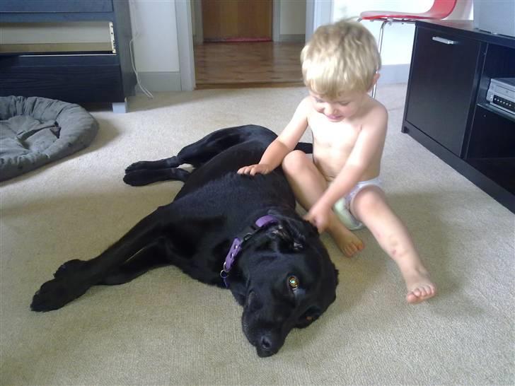 Labrador retriever Freja billede 5