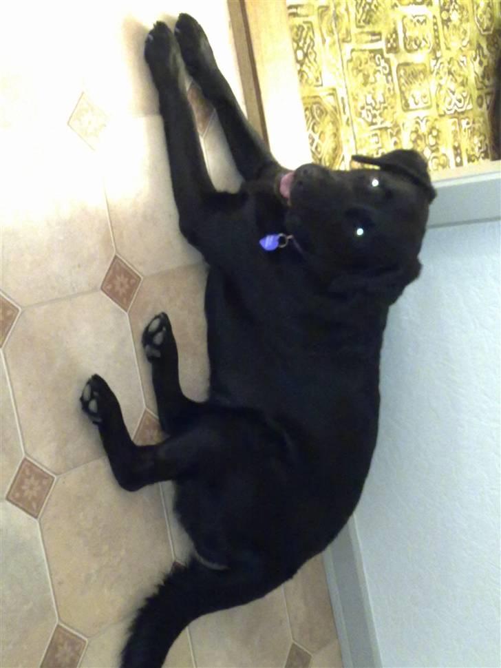 Labrador retriever Freja billede 6