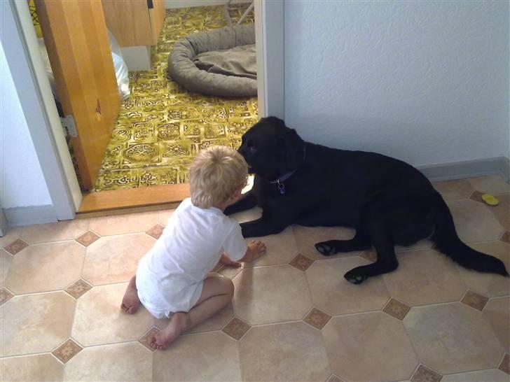 Labrador retriever Freja billede 7