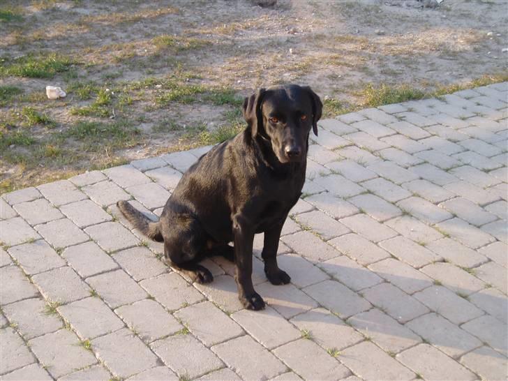 Labrador retriever Freja - billed fra gammel ejer billede 8