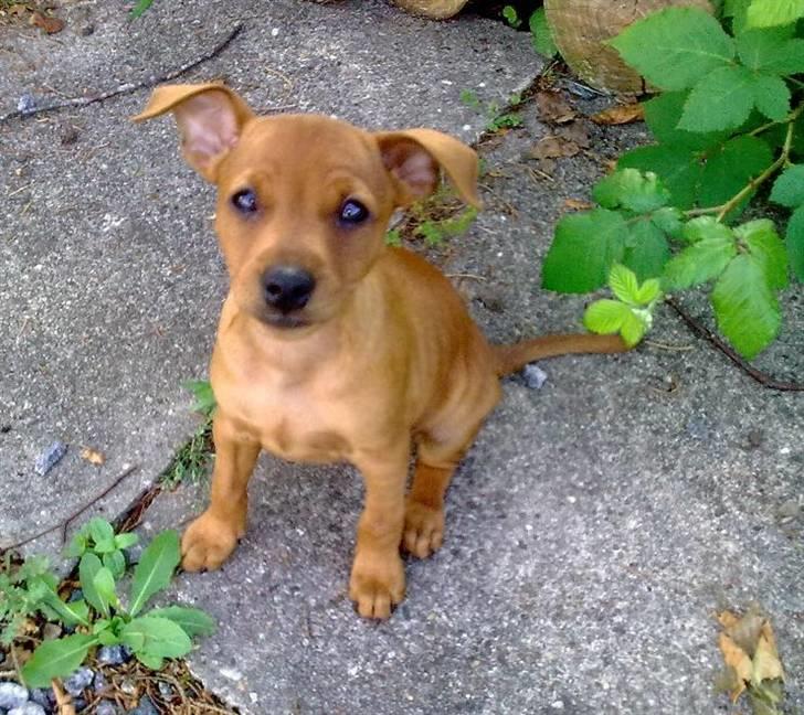 Dvaergpinscher Tito aka Ote mus - Ligner en der er blevet væk i haven :/ billede 16
