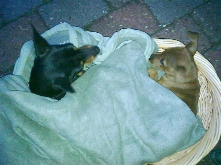 Dvaergpinscher Tito aka Ote mus - første gang jeg sover i kurv med min søs Hope billede 19