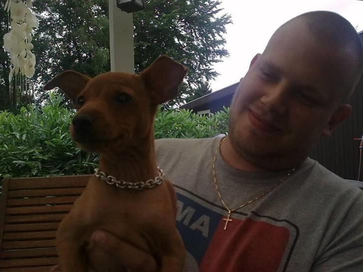Dvaergpinscher Tito aka Ote mus - Ja far og mig er super seje :p billede 14