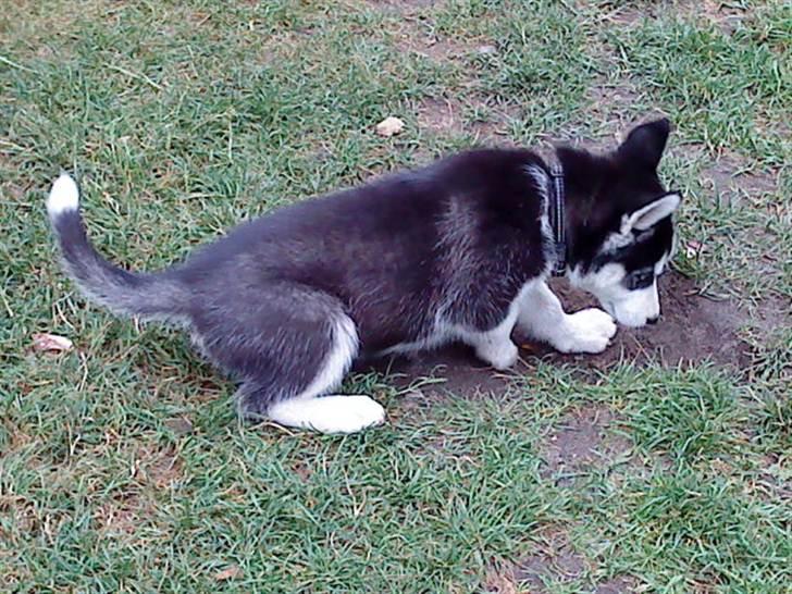 Siberian husky Demon - jeg graver mig et hul så jeg kan køle lidt af i denne varme billede 18