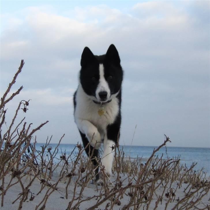 Karelsk bjørnehund Bjørnehusets Iluk  billede 1