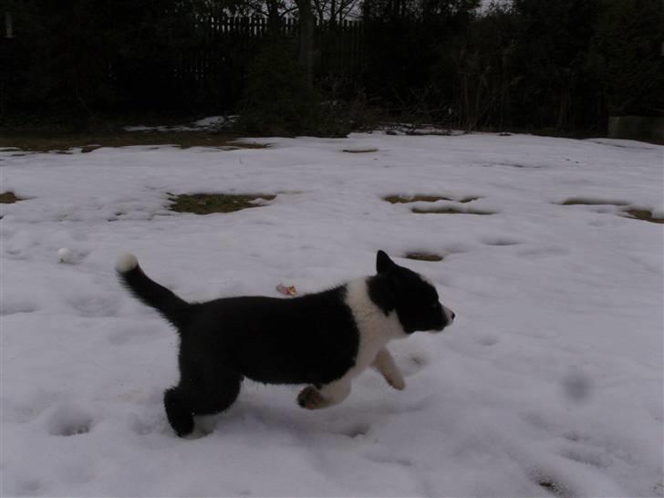 Karelsk bjørnehund Bjørnehusets Iluk  billede 3