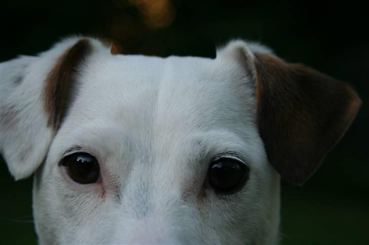 Jack russell terrier Spiff billede 18