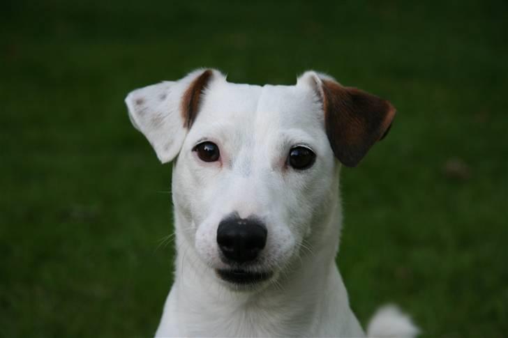 Jack russell terrier Spiff billede 20