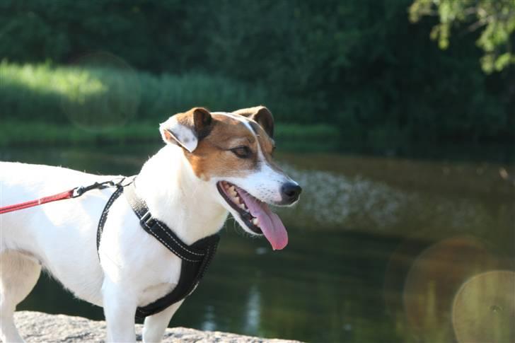 Jack russell terrier Lucie  | Nellie billede 13