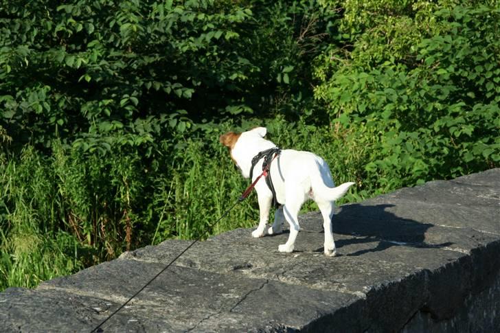 Jack russell terrier Lucie  | Nellie billede 14