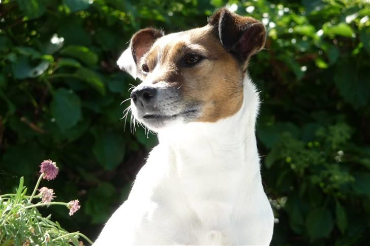 Jack russell terrier Lucie  | Nellie billede 15