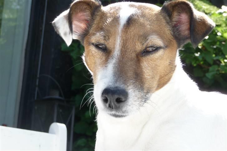 Jack russell terrier Lucie  | Nellie billede 16