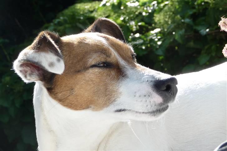 Jack russell terrier Lucie  | Nellie billede 17