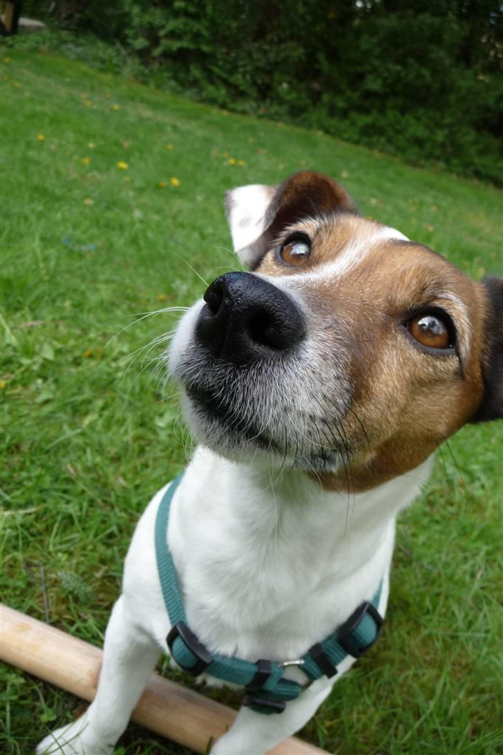 Jack russell terrier Lucie  | Nellie billede 18