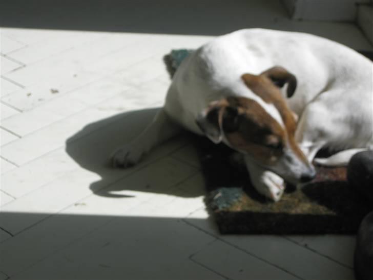 Jack russell terrier Lucie  | Nellie billede 19