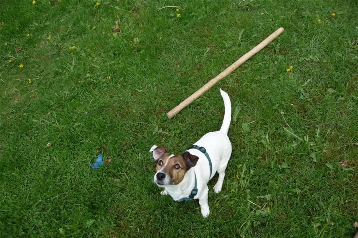 Jack russell terrier Lucie  | Nellie billede 20