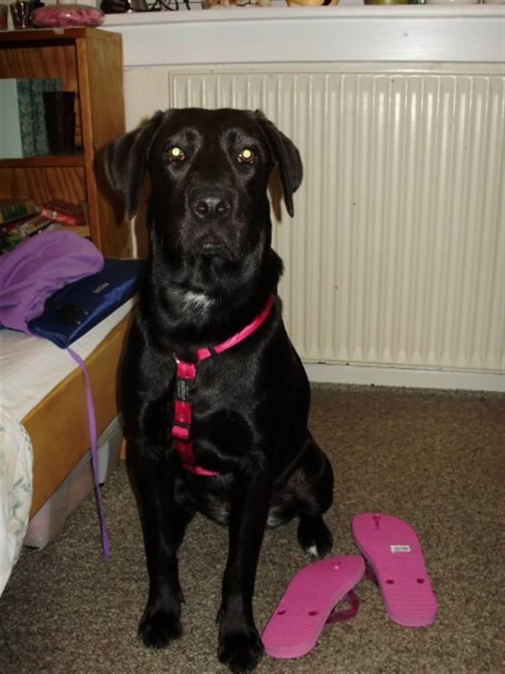 Blanding af racer Snoopy (DØD) billede 14