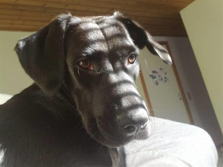 Blanding af racer Snoopy (DØD) billede 15