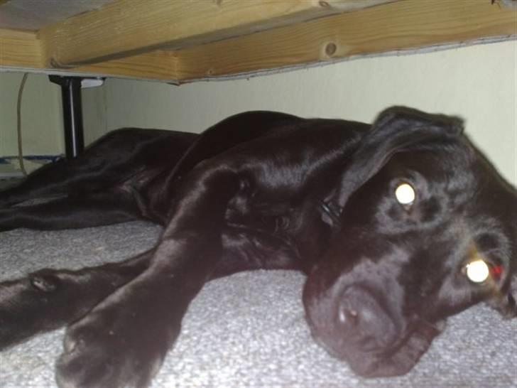 Blanding af racer Snoopy (DØD) billede 16