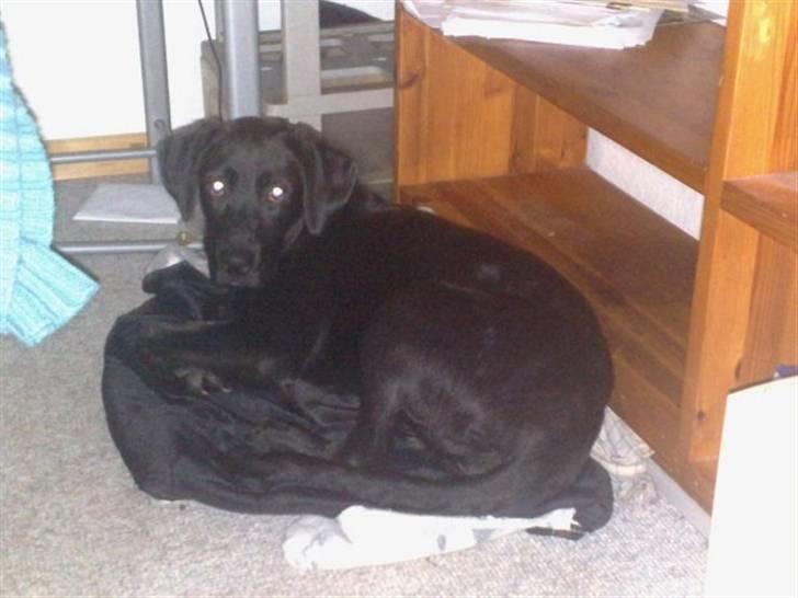 Blanding af racer Snoopy (DØD) billede 17