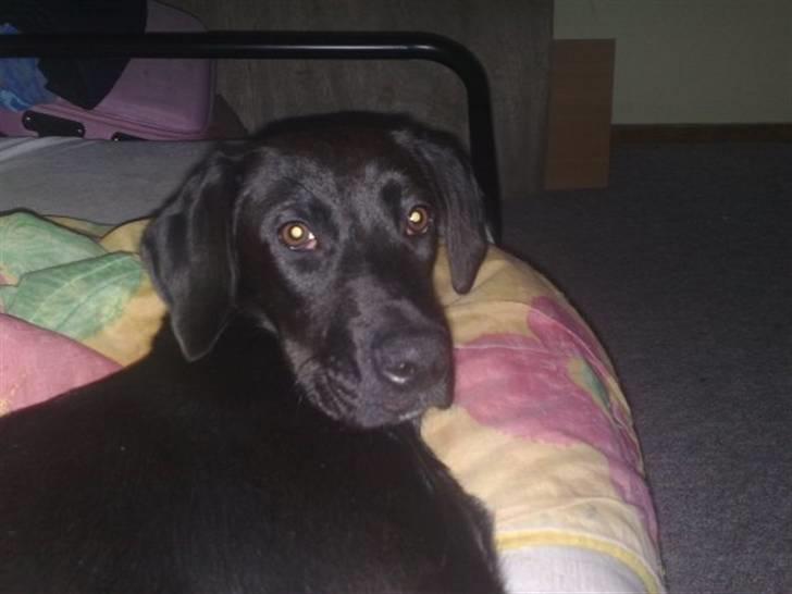 Blanding af racer Snoopy (DØD) billede 18