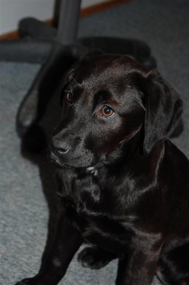 Blanding af racer Snoopy (DØD) billede 19