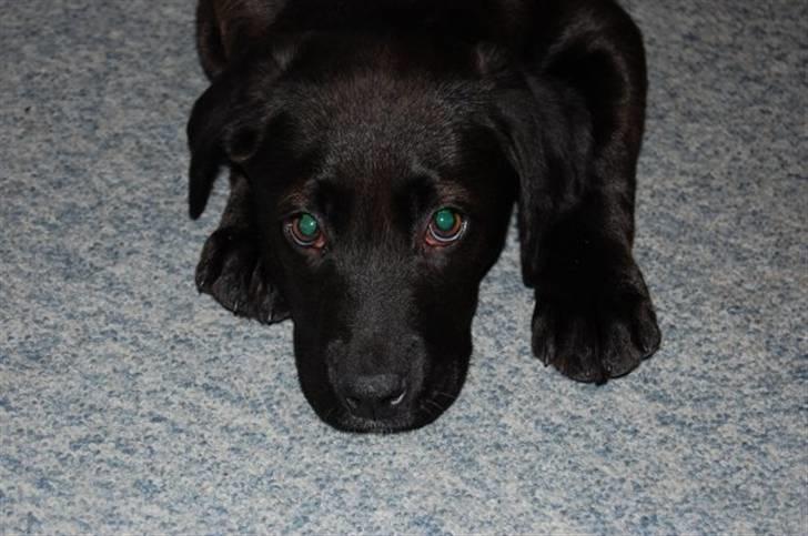 Blanding af racer Snoopy (DØD) billede 20