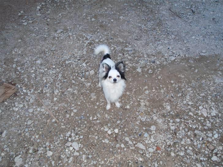 Chihuahua Bailey - Hej :) billede 13