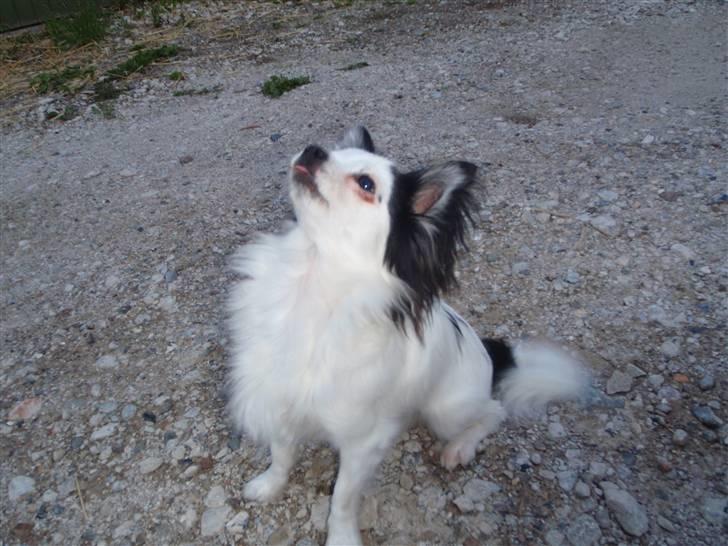 Chihuahua Bailey - Har du noget lækkert der? billede 14